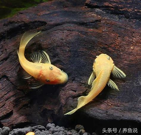 清道夫魚種類|清道夫魚:形態特徵,生活習性,品種大全,普通清道夫,24…